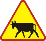 Znak A-18a Zwierzęta gospodarskie - drogowy ostrzegawczy - Zwierzęta na drodze – znaki ostrzegawcze i urządzenia BRD poprawiające bezpieczeństwo